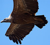 20120518 0293RAw [E] Gänsegeier, Monfragüe