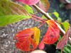 Cherry tree leaves starting to change colour