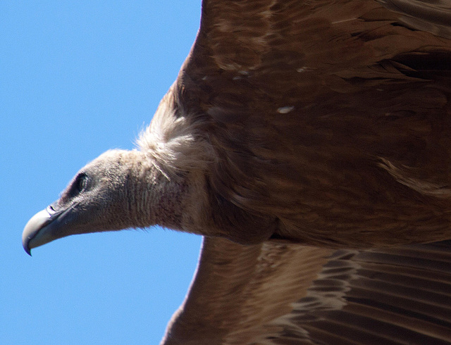 20120518 0294RAw [E] Gänsegeier (Gyps fulvus), Monfragüe, Parque Natural, Extremadura