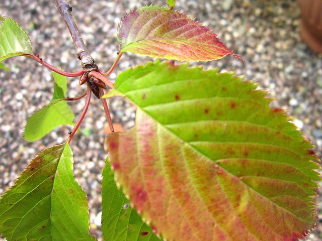 Lovely cherry tree leaves