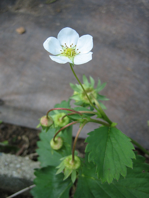 Strawberries a'comin'!