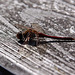 20120916 1410RAw [D-MI] Libelle