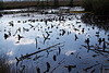 20120916 1409RAw [D-MI] Großes Torfmoor