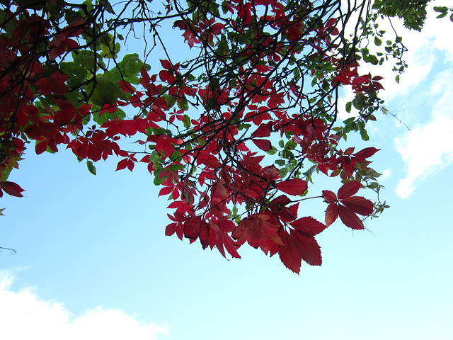 Beautiful contrast between the leaves