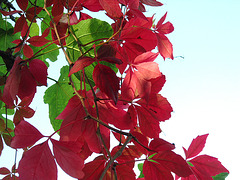 The red leaves of the apple tree and the green fig tree leaves