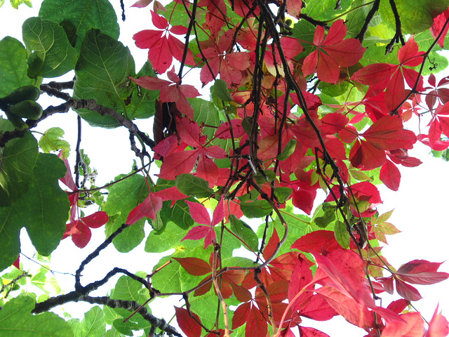 The fig tree leaves are a lovely contrast