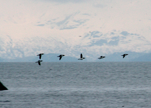 Day 9: Common Murres