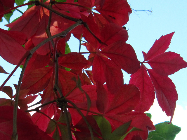 Amazing red colour of the leaves