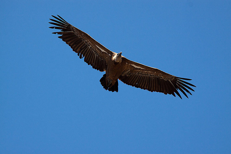 20120518 0305RAw [E] Gänsegeier (Gyps fulvus), Monfragüe, Parque Natural, Extremadura