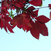 The lovely red leaves