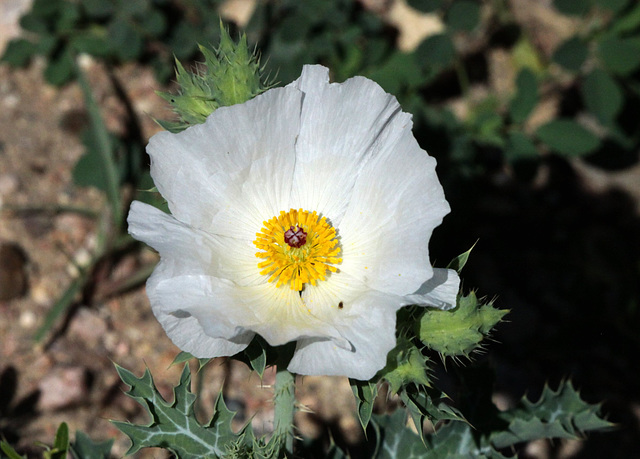 White Prickly Poppy