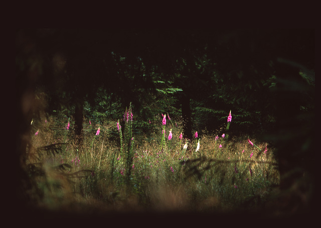 foxgloves