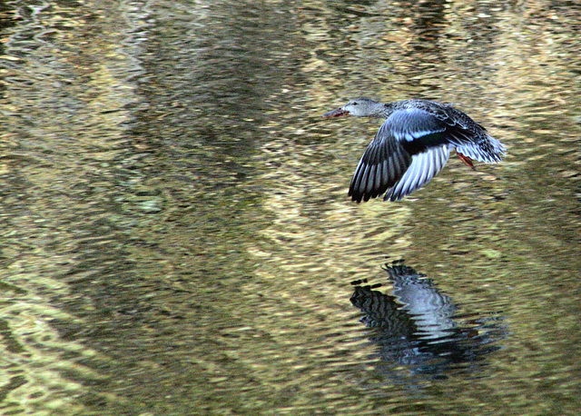 Northern Shoveler