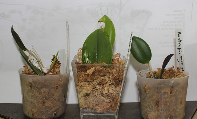 3 Restrepia