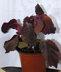 Coleus