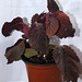 Coleus