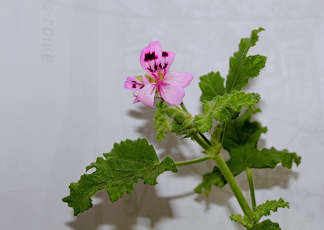 Pelargonium quercifolium