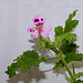 Pelargonium quercifolium