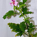 Pelargonium quercifolium (3)