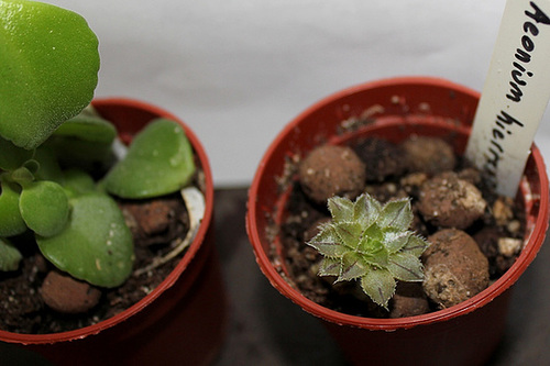 Plectrantus et Aeonium