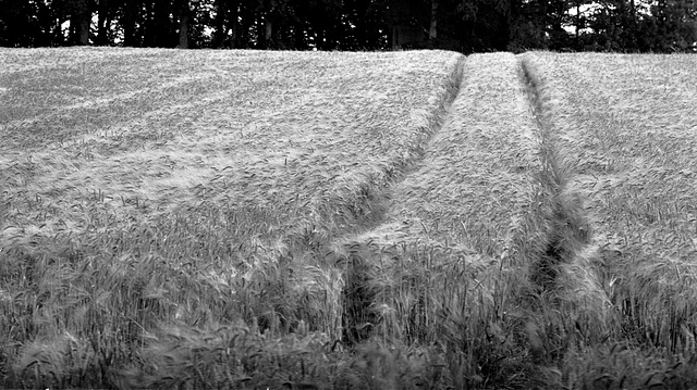 crop tracks