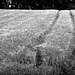 crop tracks
