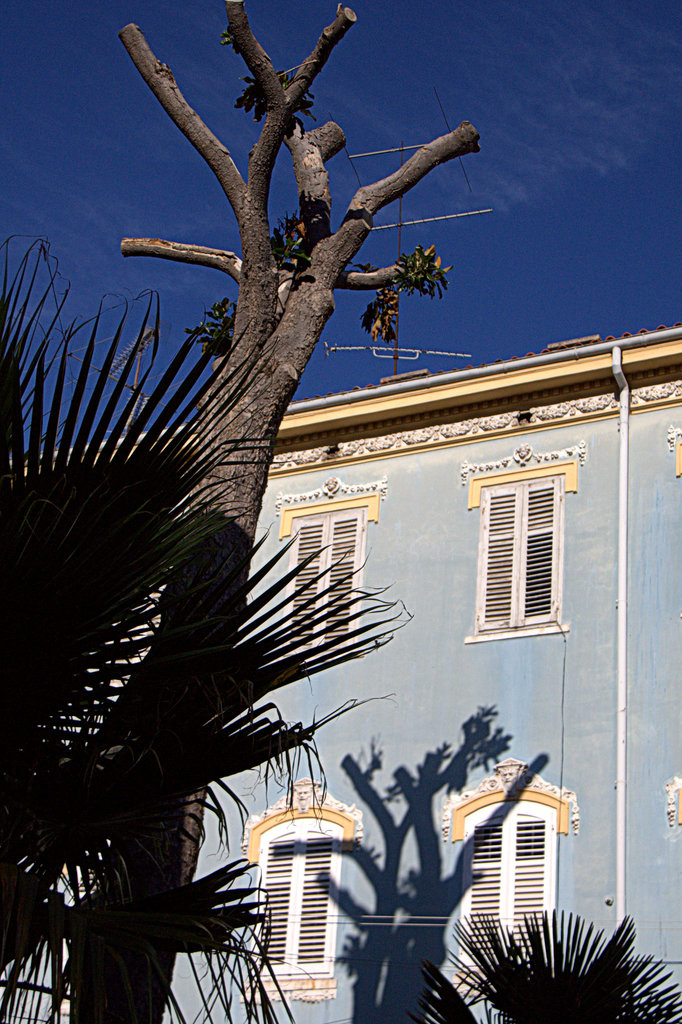 L'arbre dans la gamme  de bleu....