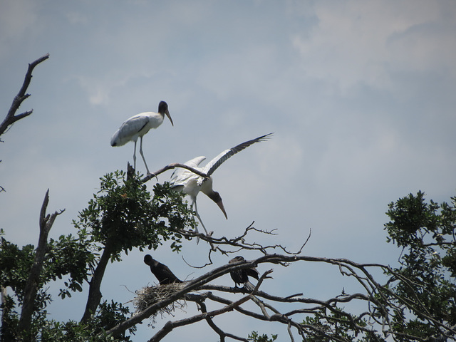 Wood Storks ..