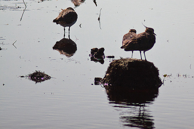 20120916 1381RD8w [D-MI] Kiebitz, Großes Torfmoor