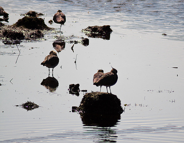 20120916 1380RD8w [D-MI] Kiebitz, Großes Torfmoor