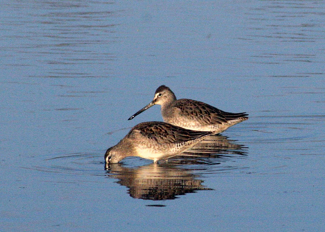 Long-Billed Dowitchers