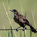Juvenile Great-Tailed Grackle