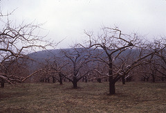Berkshires apple orchard, closer