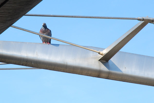 DLR Pigeon