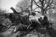 Fallen tree on the Iron Age Hill Fort at Croft Castle