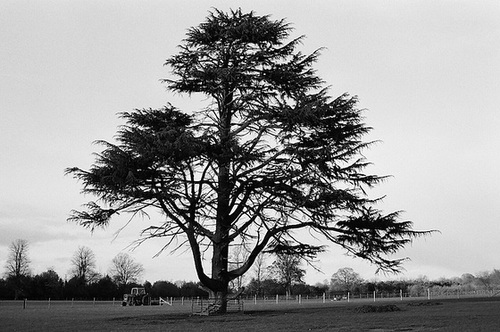 Roll in a day (No 33): Cedar tree at Lamer