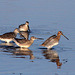 Long-Billed Dowitchers and Wilson's Snipe
