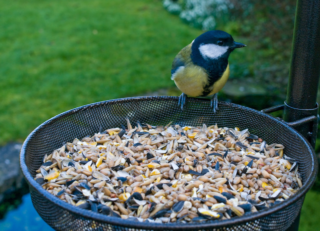 Great tit