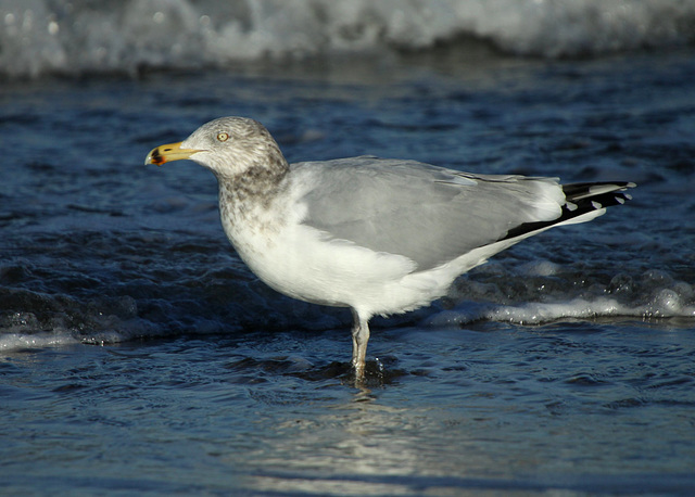 Herring Gull (Larus argentatus)