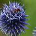 20120728 1000RAw [D~LIP] Fliege, Kugeldistel, Bad Salzuflen