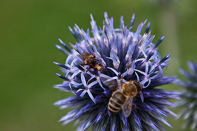 20120728 1002RAw [D~LIP] Fliege, Honigbiene, Kugeldistel, Bad Salzuflen