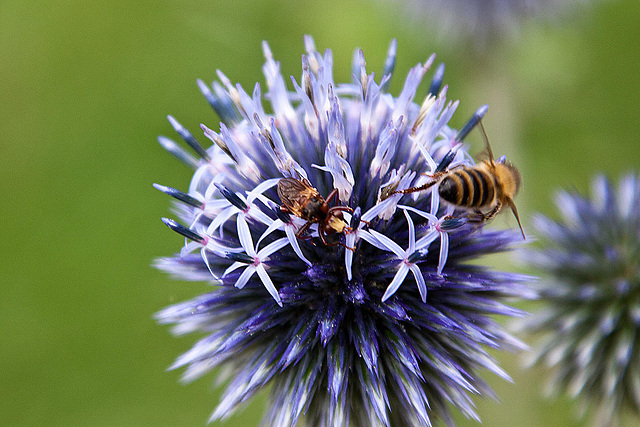 20120728 1003RAw [D~LIP] Fliege, Honigbiene, Kugeldistel, Bad Salzuflen