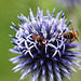 20120728 1003RAw [D~LIP] Fliege, Honigbiene, Kugeldistel, Bad Salzuflen