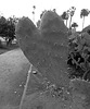 (13-50-06) Great LA Walk