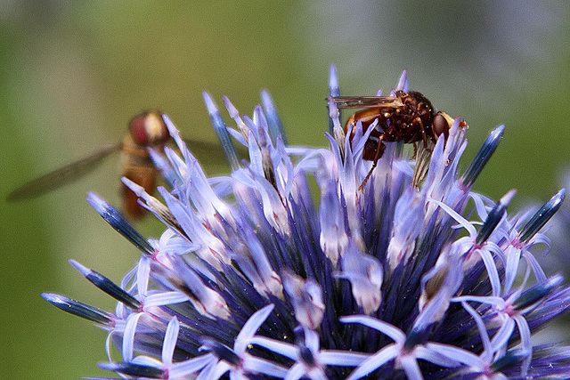 20120728 1005RAw [D~LIP] Schwebfliege, Fliege, Kugeldistel, Bad Salzuflen