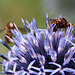 20120728 1005RAw [D~LIP] Schwebfliege, Fliege, Kugeldistel, Bad Salzuflen