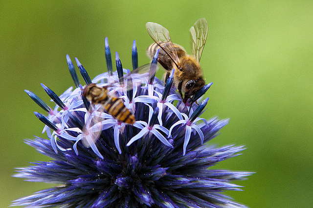 20120728 1006RAw [D~LIP] Hainschwebfliege (Episyphus balteatus), [Wander-, Winterschwebfliege], Honigbiene, Kugeldistel, Bad Salzuflen