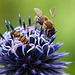 20120728 1006RAw [D~LIP] Hainschwebfliege (Episyphus balteatus), [Wander-, Winterschwebfliege], Honigbiene, Kugeldistel, Bad Salzuflen