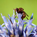 20120728 1009RAw [D~LIP] Fliege, Kugeldistel, Bad Salzuflen