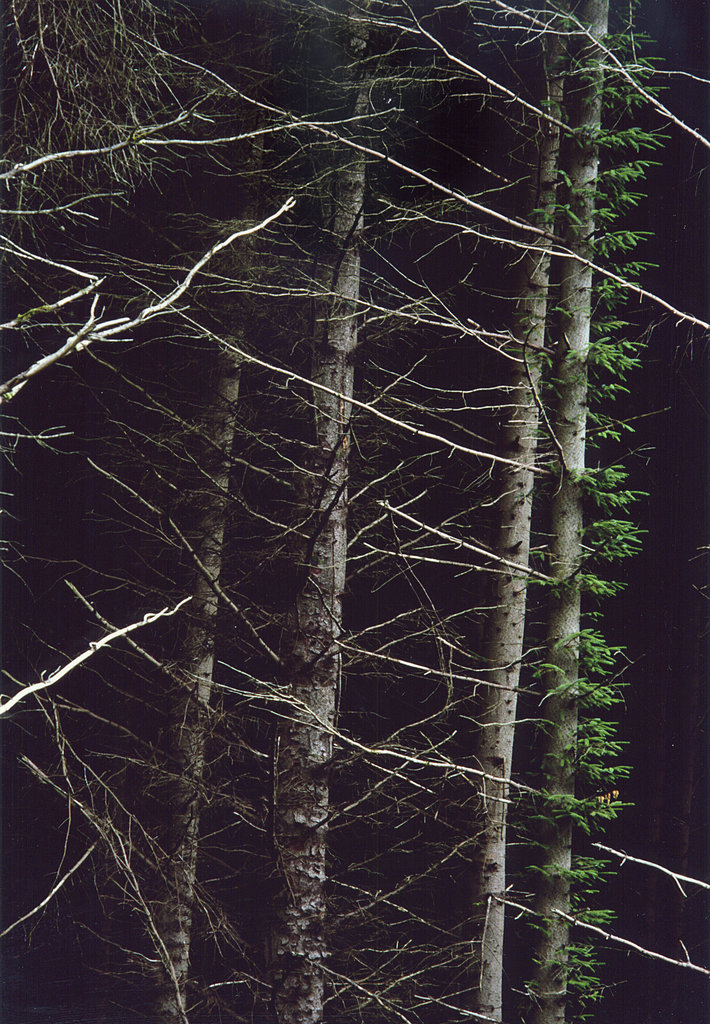 trees